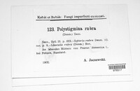 Polystigma rubrum ssp. rubrum image
